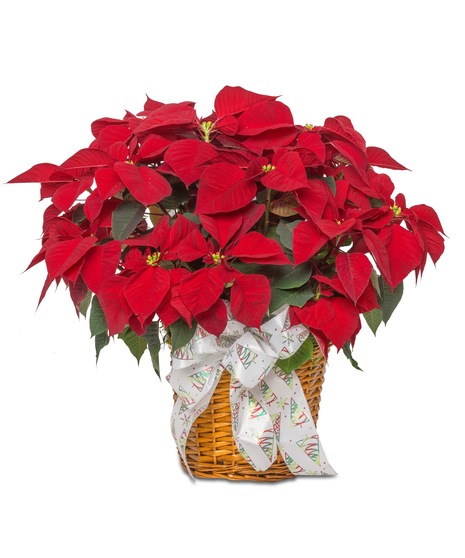 Large Poinsettias in 8 inch diameter pot