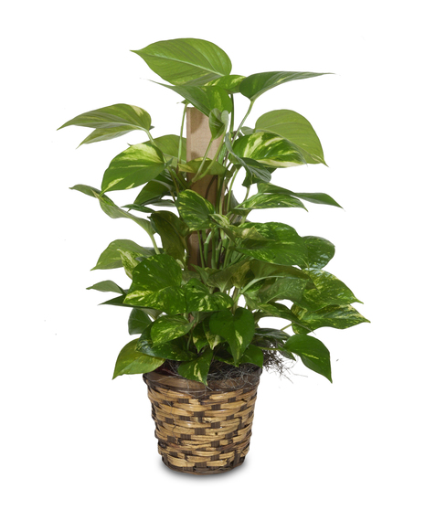 POTHOS PLANT