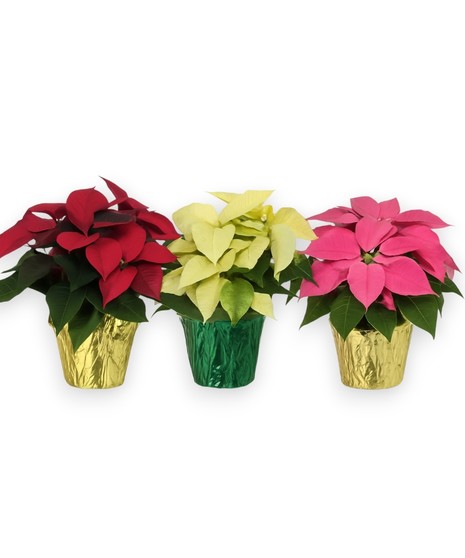 Medium Sized Poinsettias in foil cover