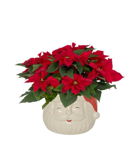 Santa's Poinsettia