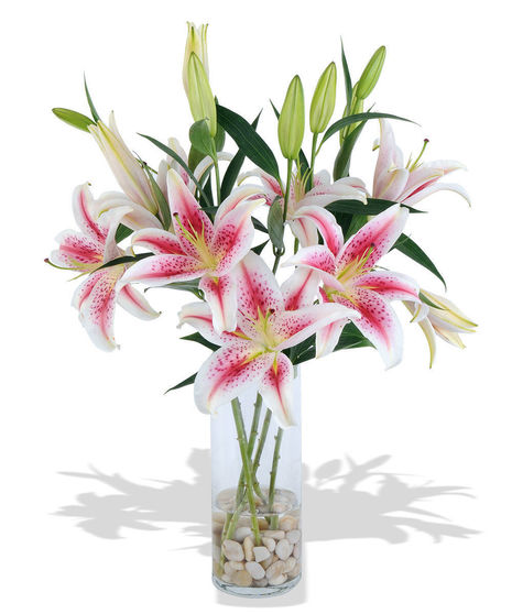 about Our Most Popular Blooms, Roses, Lilies, Delphinium, St Louis, Mo ...