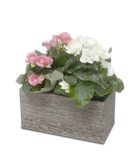BEGONIA
