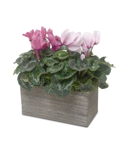 Cyclamen