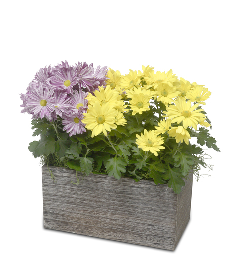 Mums The Word