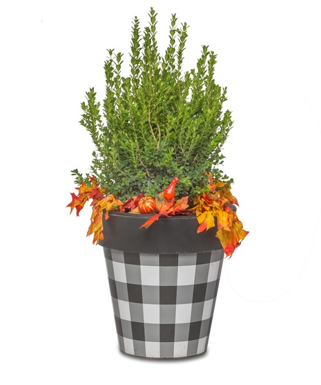 Green Plants