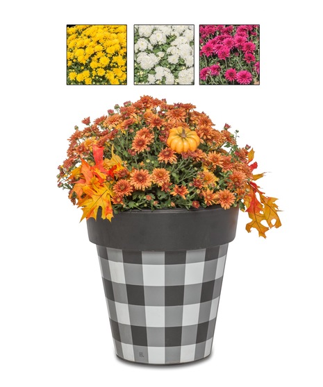 Flowering Plants