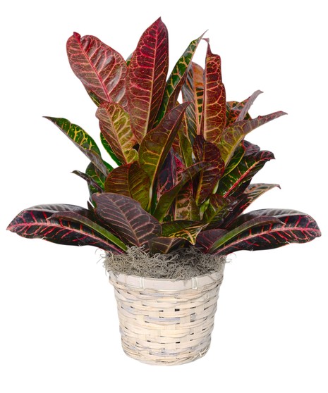 Sunset Croton plant with vibrant red, orange, yellow, and green leaves in a decorative pot, showcasing bold tropical foliage indoors.