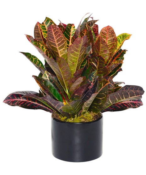 Sunset Croton