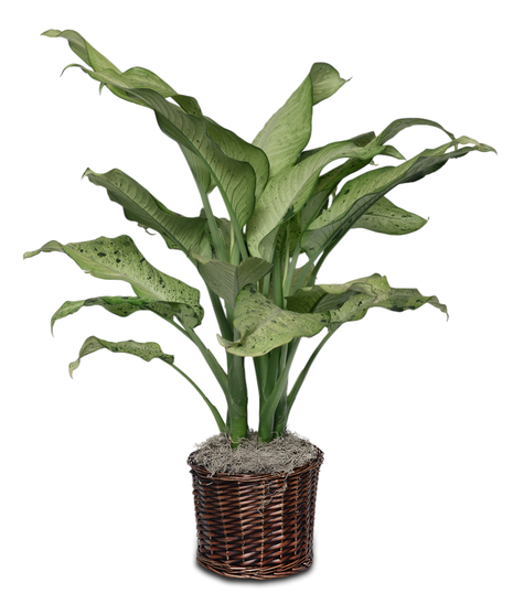 Dieffenbachia Plant