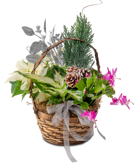 Winter plant arrangement in a woven basket featuring evergreen, Christmas cactus with pink blooms, variegated foliage, pinecones, and silver winter accents.