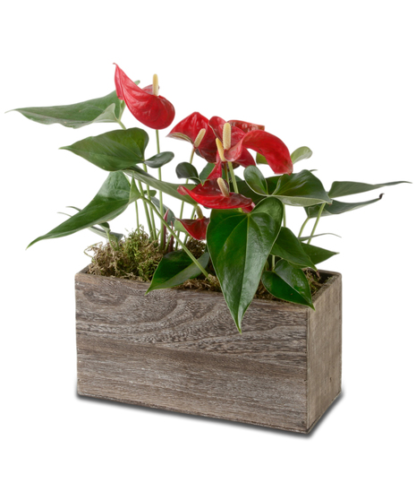 Rustic Anthurium Garden