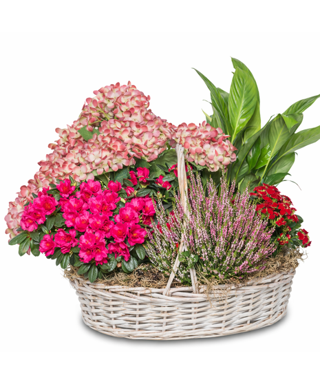 Blossoming Beauty Baskets