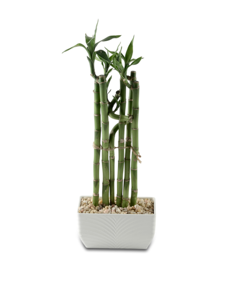 Lucky Bamboo