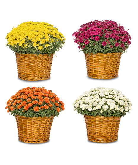 Expert gardeners handpick hardy mums for lasting, vibrant fall displays