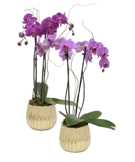 Golden Bliss Orchid - Beautiful Phalaenopsis Orchids
