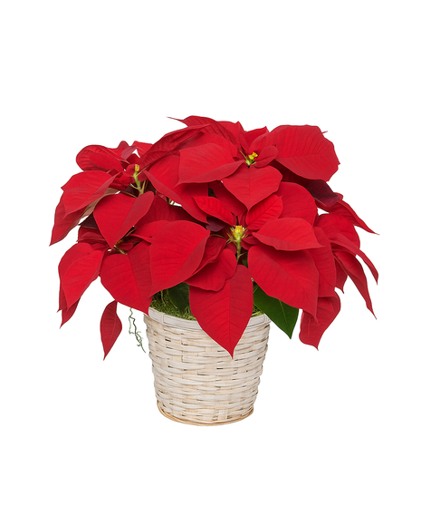 Standard Poinsettia in Wicker Basket