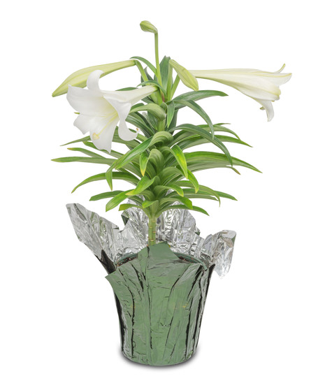 White Lily Plant, choose your pot style.
