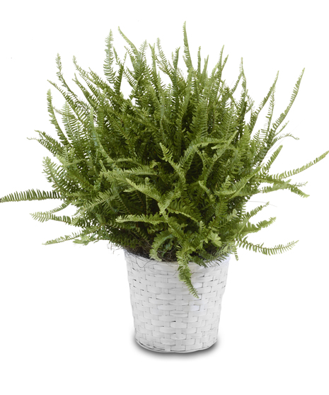FERN