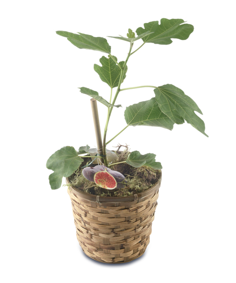 indoor fig tree April plant of the month