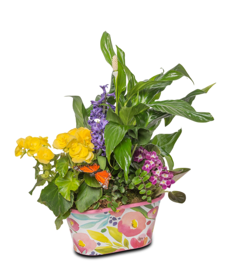 Flowering Plants