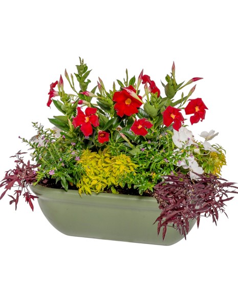 Flowering Plants