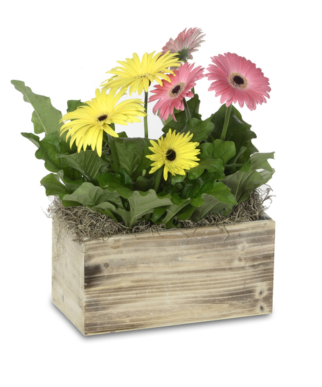 BOX OF GERBERA DAISES or BEGONIAS