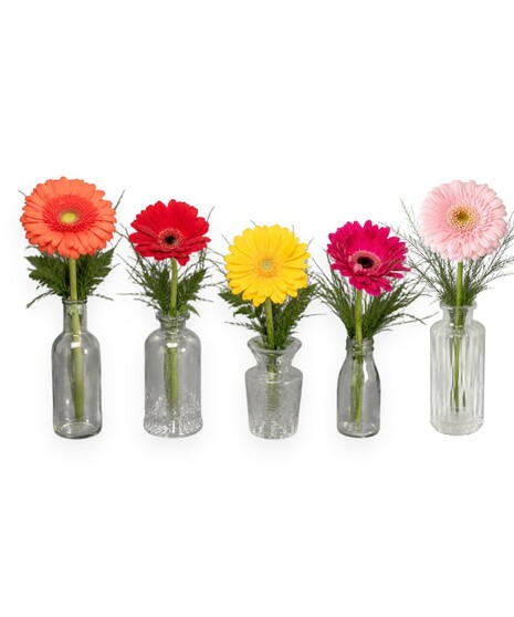 GRATITUDE GERBERA