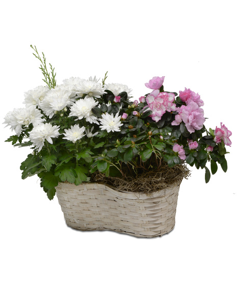 MUM AND AZALEA BASKET