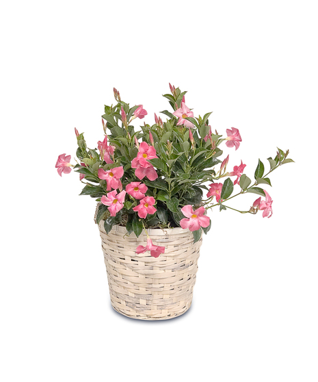 Flowering Plants