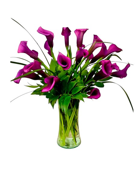 Magenta Calla Splendor