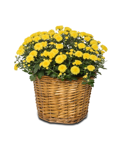 Expert gardeners handpick hardy mums for lasting, vibrant fall displays