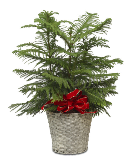 NORFOLK ISLAND PINE
