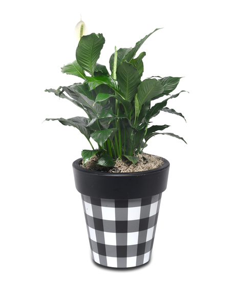 Green Plants