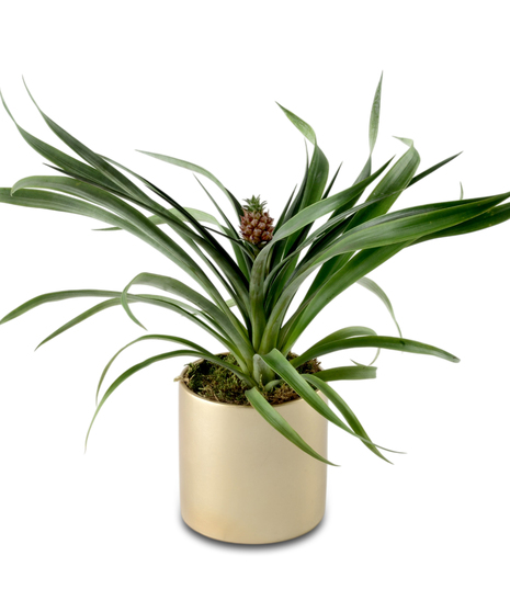 Plant of the Month: Mini Pineapple
