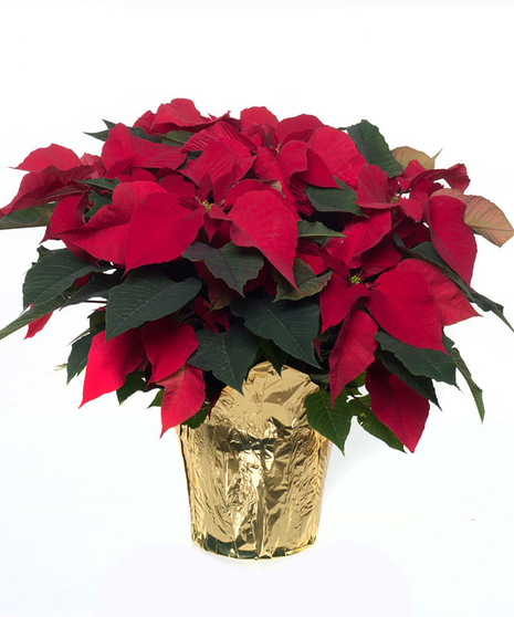 Image featuring a vibrant red Large 8-inch Poinsettia, embodying the spirit of Santa's joyous gift for festive holiday decor