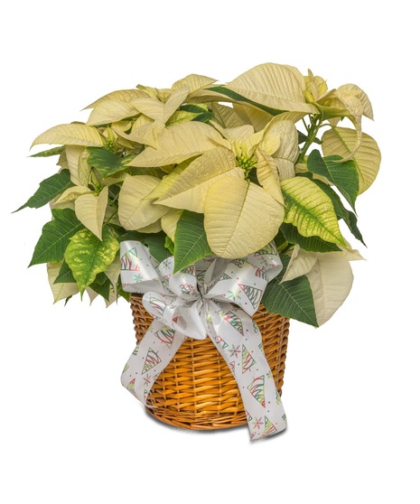 Image featuring a vibrant red Large 8-inch Poinsettia, embodying the spirit of Santa's joyous gift for festive holiday decor