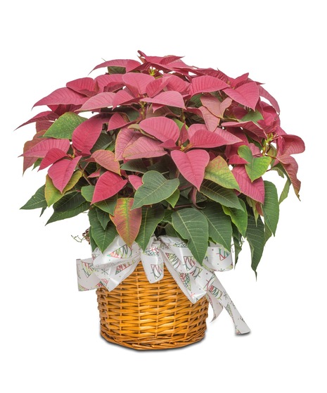 Image featuring a vibrant red Large 8-inch Poinsettia, embodying the spirit of Santa's joyous gift for festive holiday decor