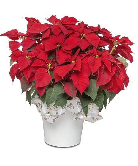 Image featuring a vibrant red Large 8-inch Poinsettia, embodying the spirit of Santa's joyous gift for festive holiday decor