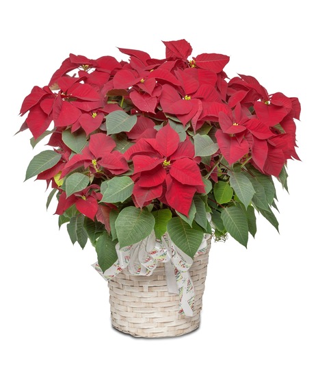 Jumbo Poinsettia in White Basket