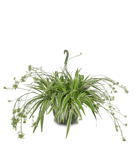 Hanging Spider Plant
