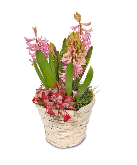 SWEET HYACINTH - Assorted Colors