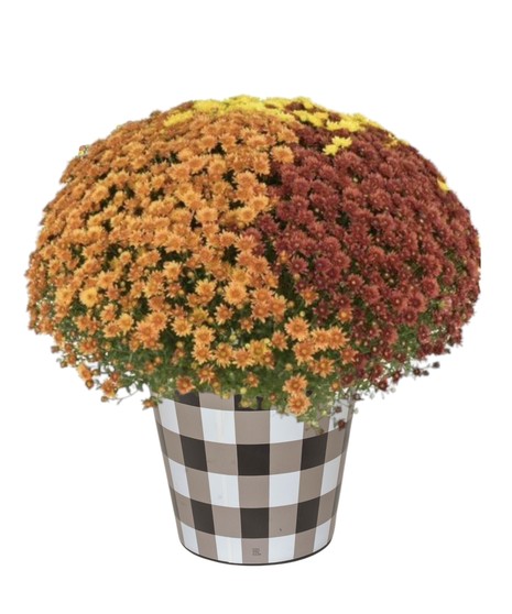 Tri-Color Hardy Mum Planter