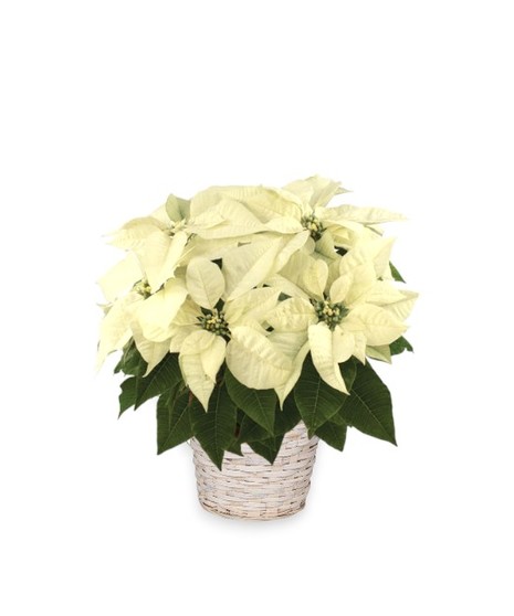 Image of a Standard Poinsettia in a wicker basket adorned with a white holiday bow, adding elegance to holiday decor.