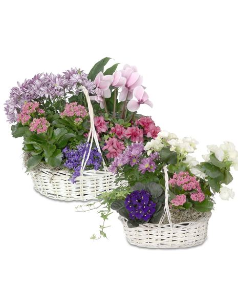 Blooming Hampers 