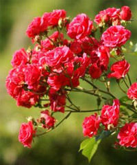 Photography of Boxed Roses